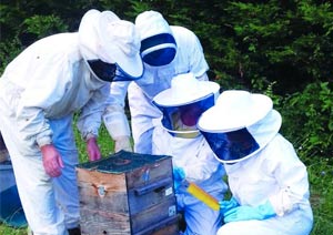 Commande groupée de pièges contre les frelons asiatiques