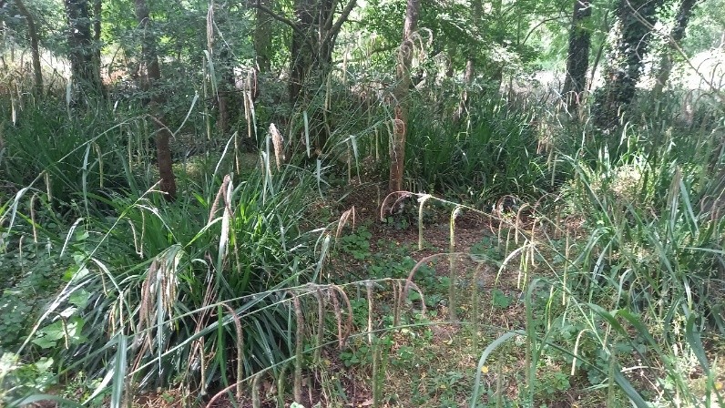 L’inventaire des zones humides du bassin Hers Girou